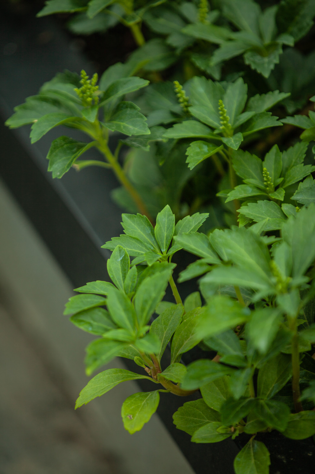 Архитектура природы