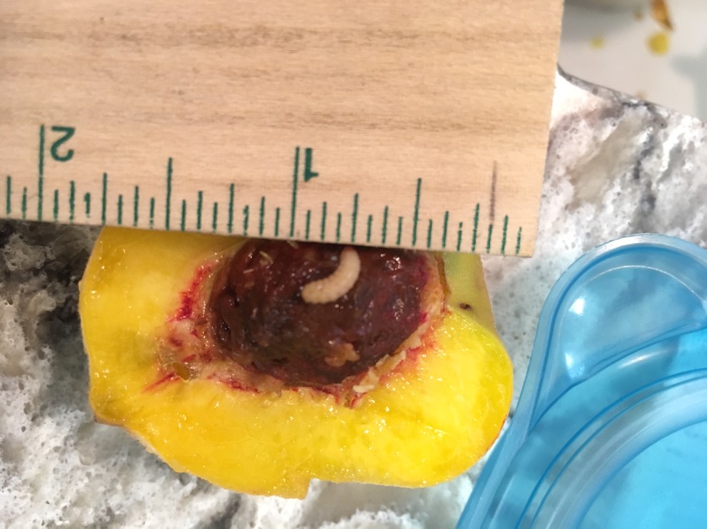What's this worm? Peach tree