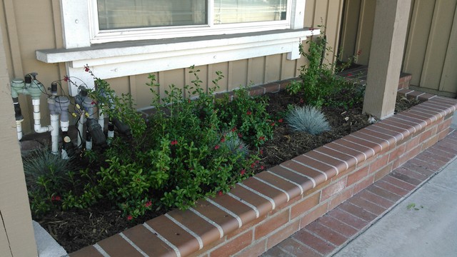California Native Small Front Yard In Cypress - Modern - Garden