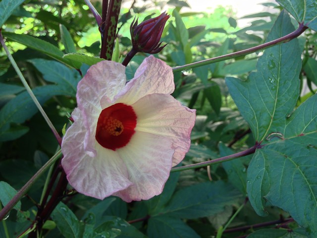 Plant: Roselle Tantalizes Beauty and Flavor