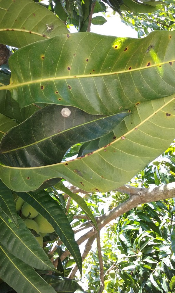 Spots on mango leaves, and black area on mangoes.
