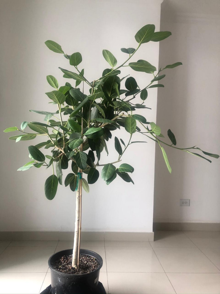 for light arms Room Great Ficus large leaves
