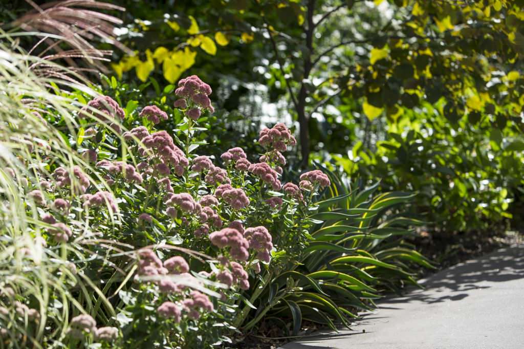 Фото, ландшатный дизайн