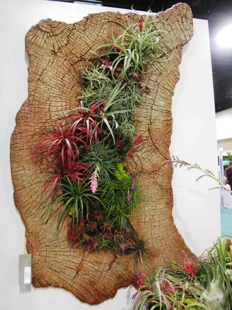 Air Plants Go Easy on Indoor Gardeners