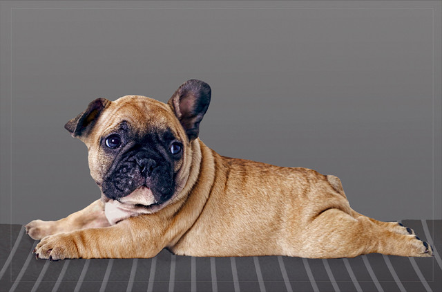 Bulldog Puppy Gallery Door Mat, Small