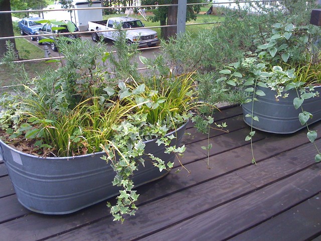 windowboxes 