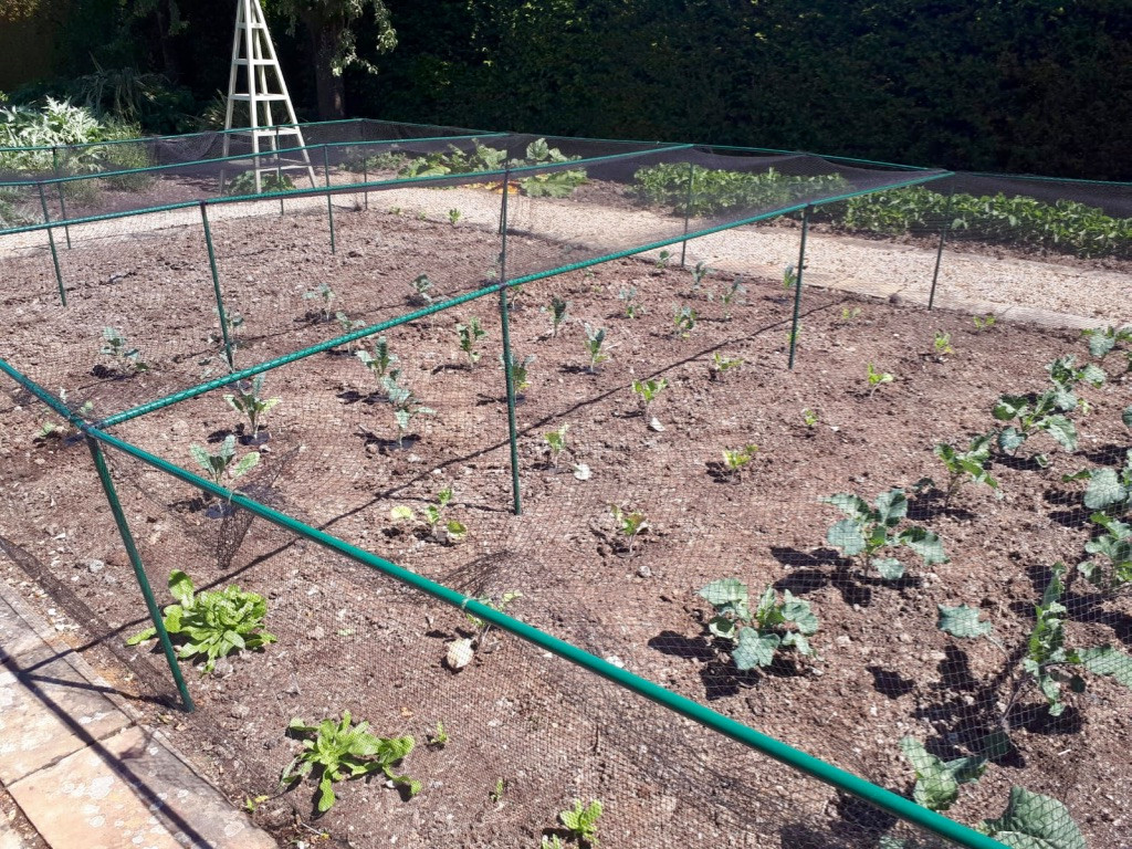 Vegetable Garden Maintenance Project