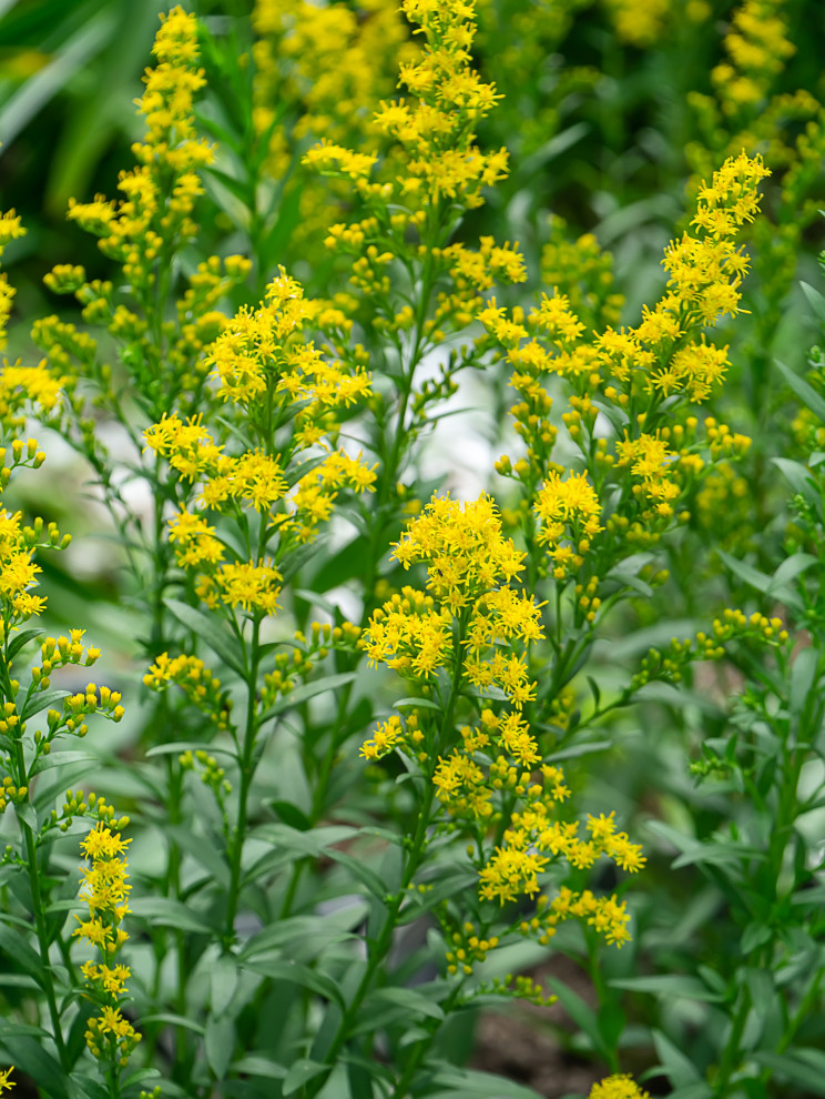 Native plants