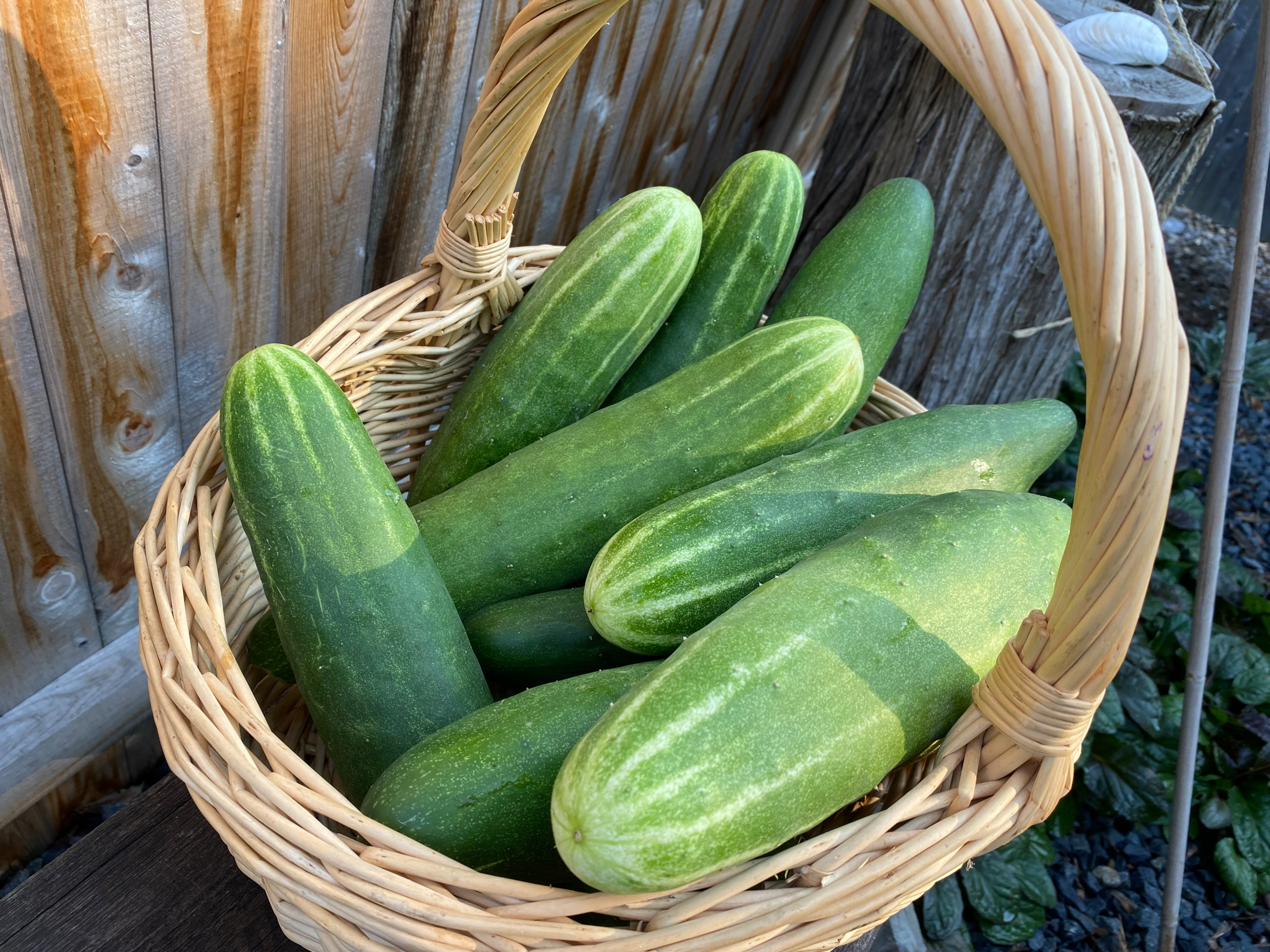 Grow Your Own Food