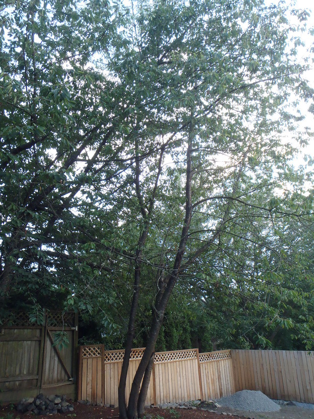 Cherry Tree