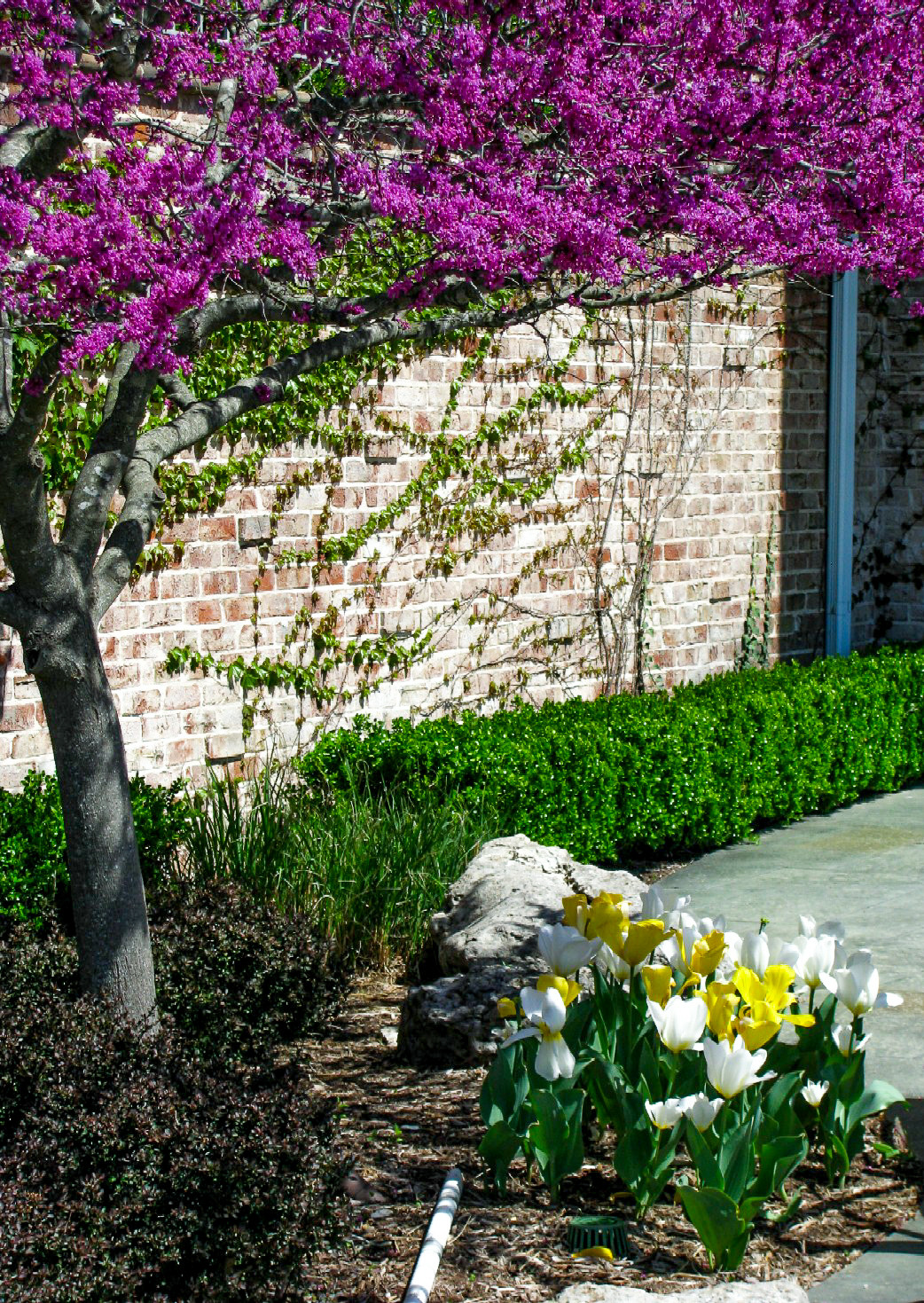 Seasonal Spring Flowers