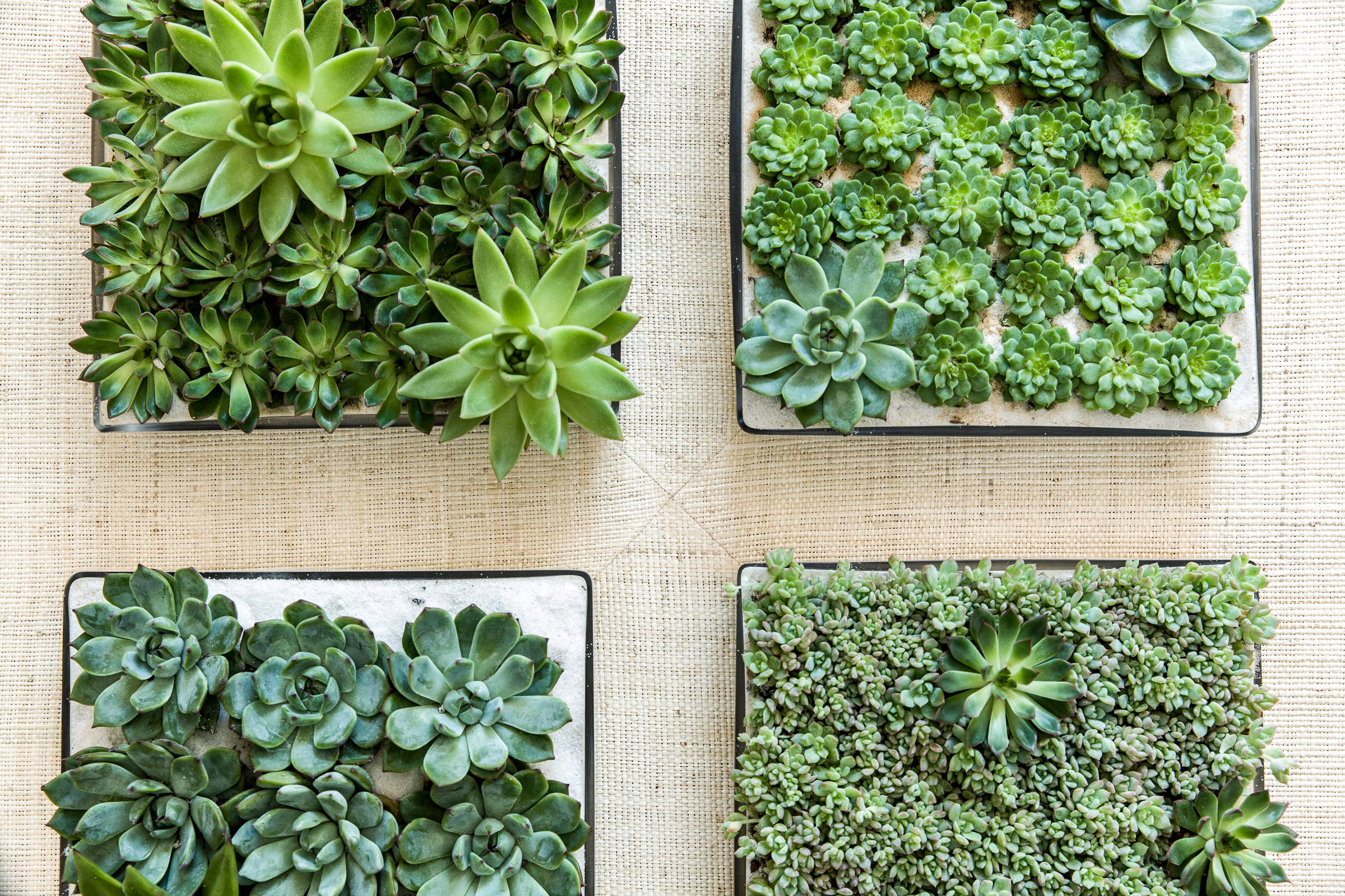 Succulents in Containers: The Ultimate Easy-Care Mini Garden