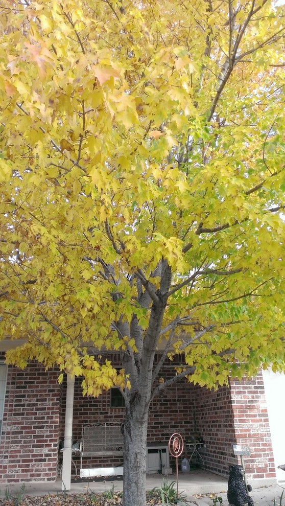 Tree ID