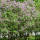 webuser_86025192
