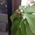 Last commented by elton shaba
