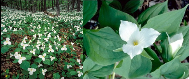 Trillium