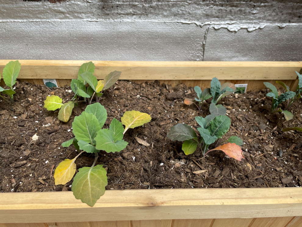 Kale and collard leaves turning red and yellow!!
