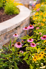 10 Top Flowering Native Plants for Beauty and Wildlife Benefit