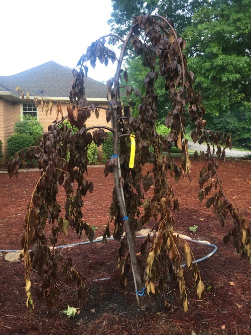 Weeping cherry tree turning brown