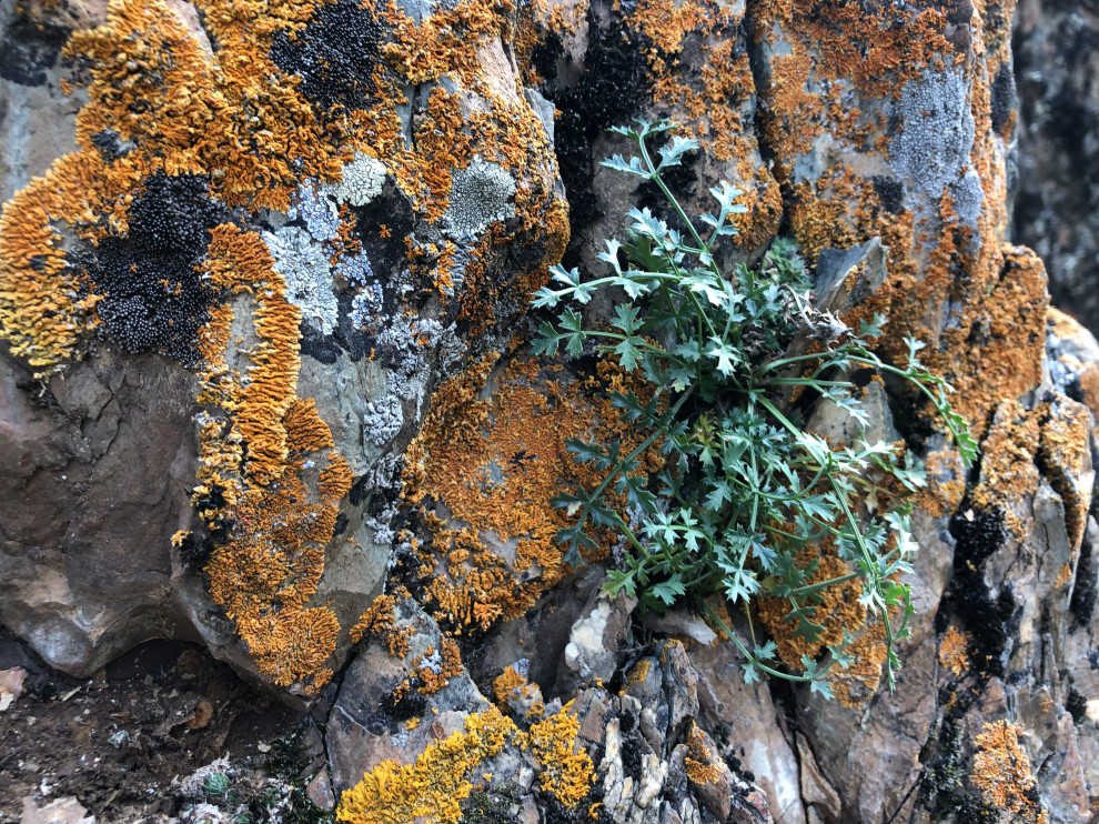 Усадьба на краю леса