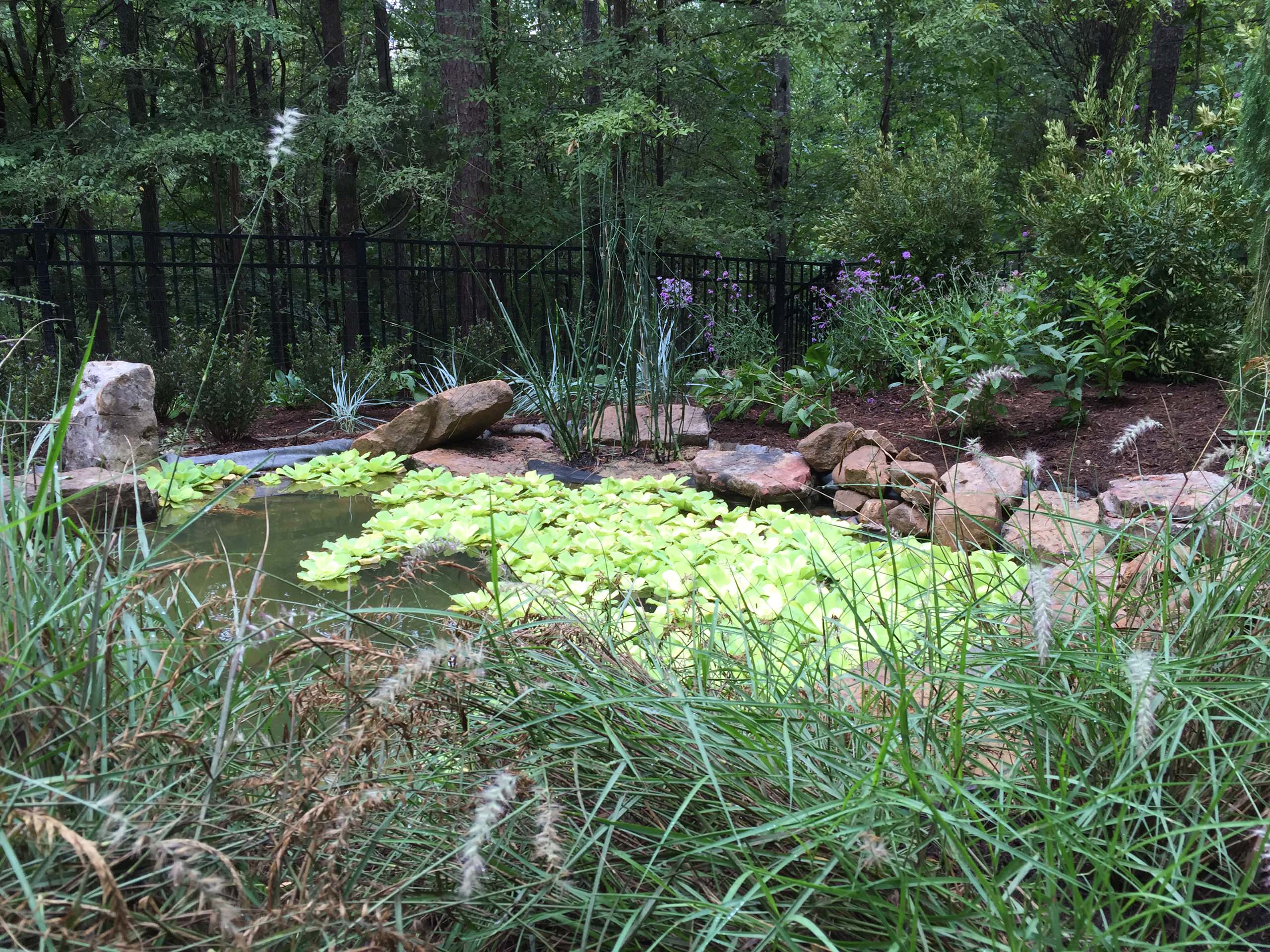 Artificial swamp/pollinator-friendly garden