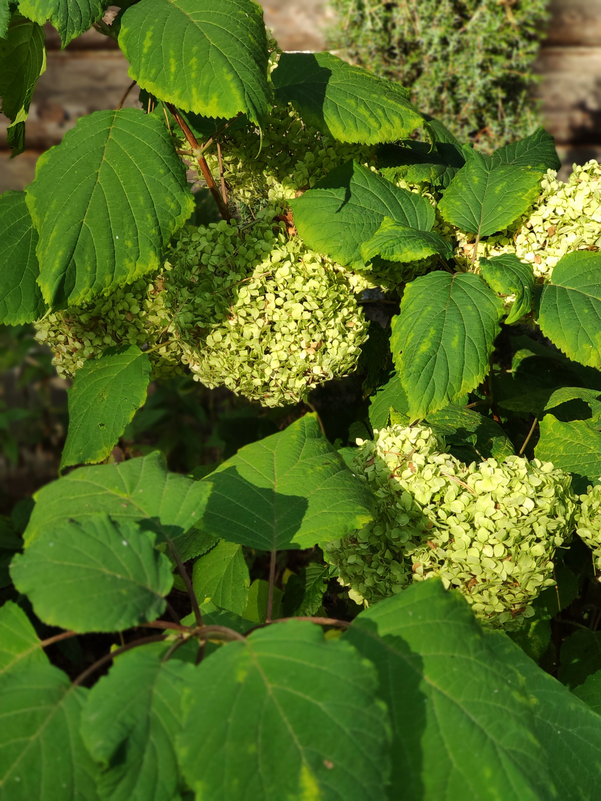 "Дача в Кратово"