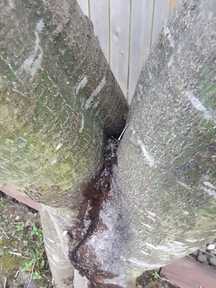 tree is oozing liquid??