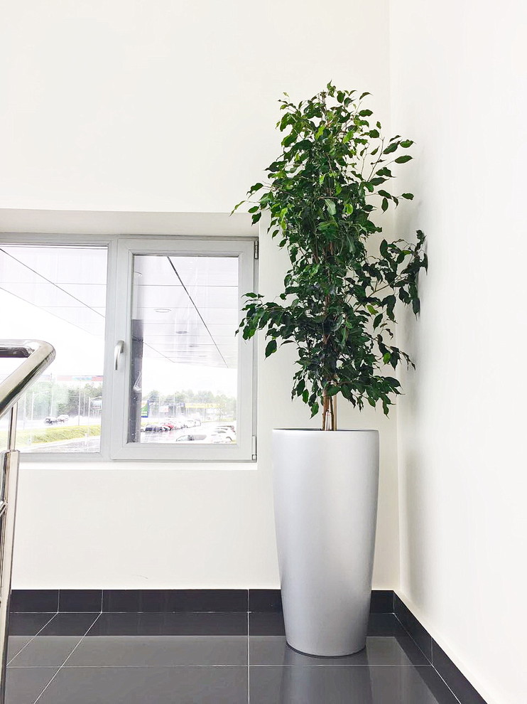 Озеленение автосалона Лексус Хабаровск