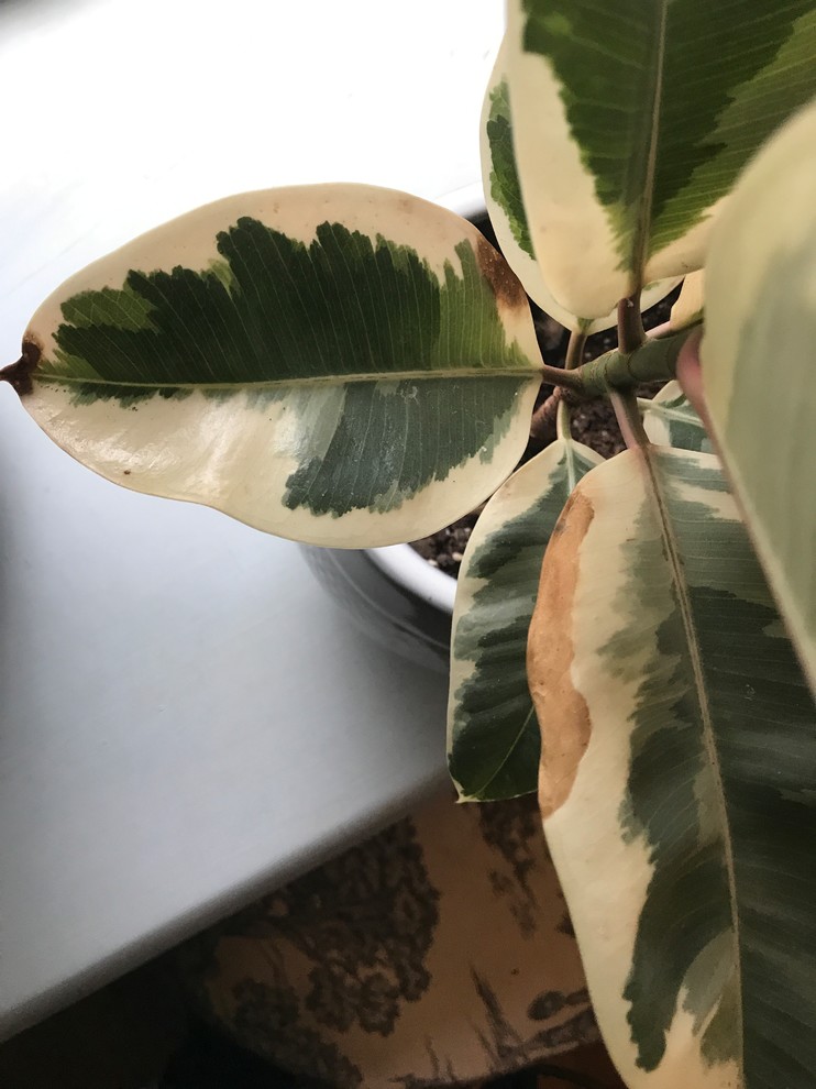 Brown spots on variegated rubber tree