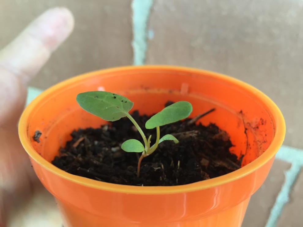 Weak Stem Thai Basil