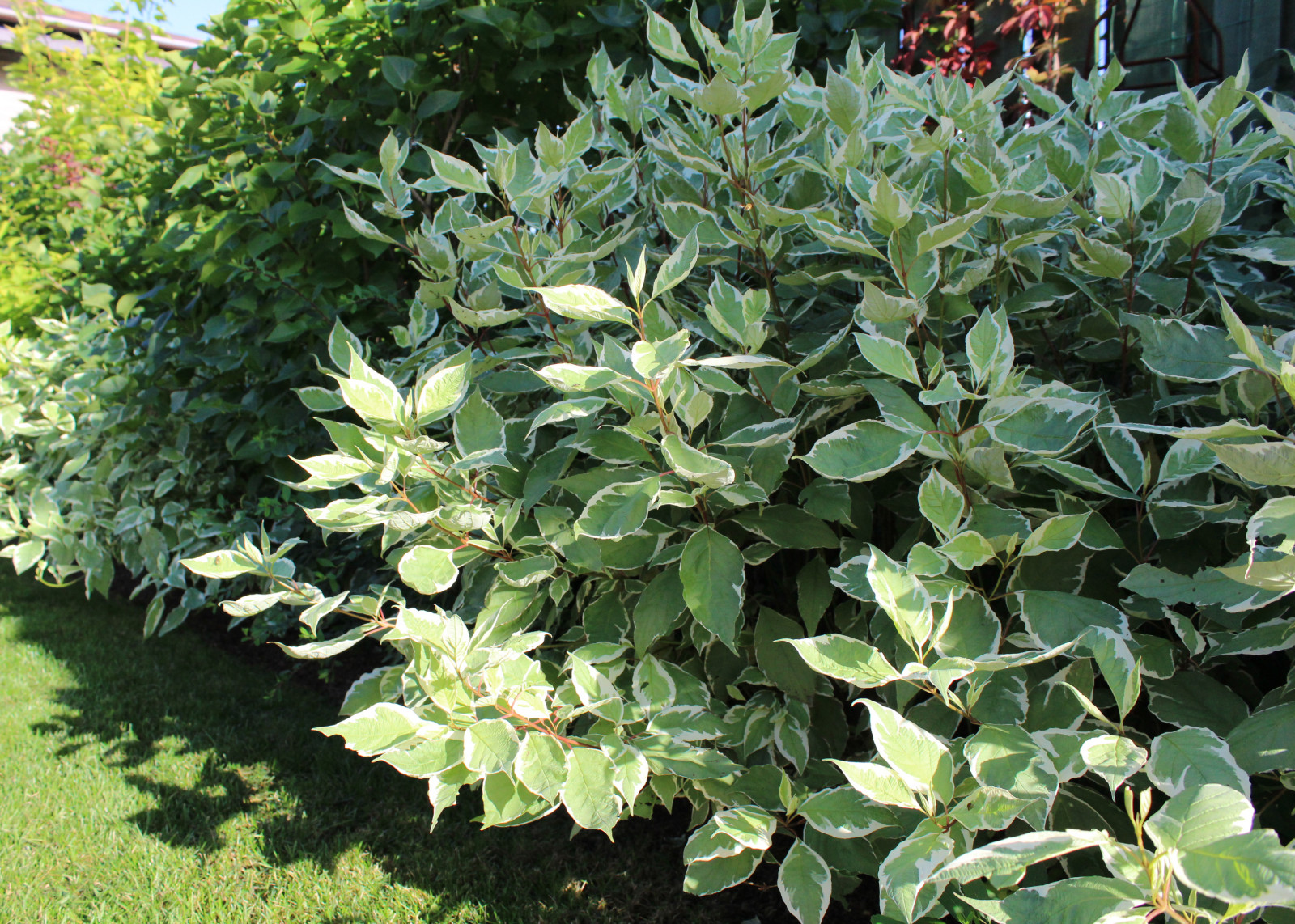 Запорожское