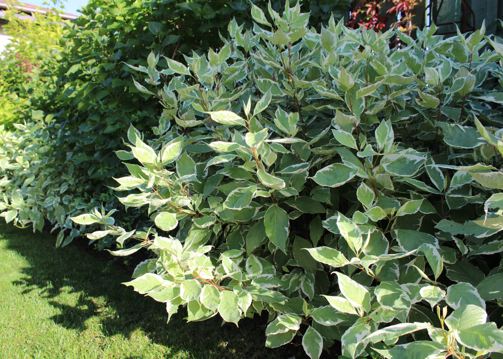 Запорожское