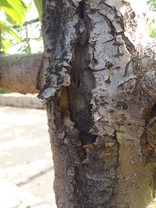 open wounds on apple tree bark