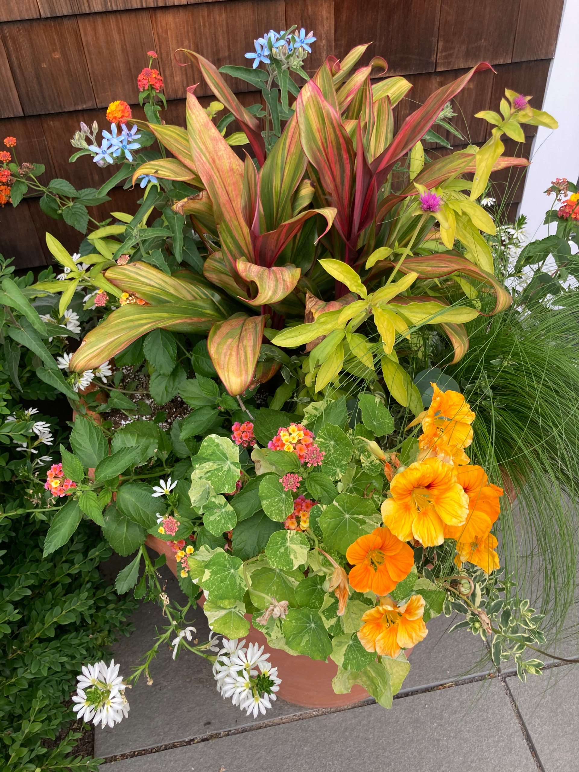 Spring and Summer Container Gardens
