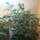 Last commented by Starsha Harris
