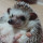 webuser_558727676