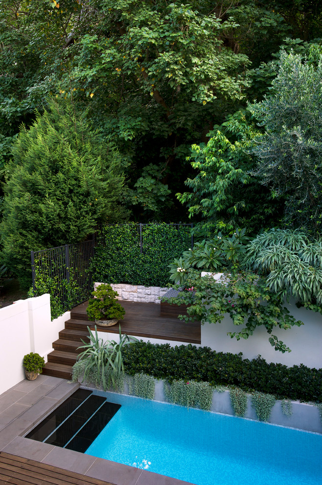 Photo of a contemporary backyard garden in Sydney.