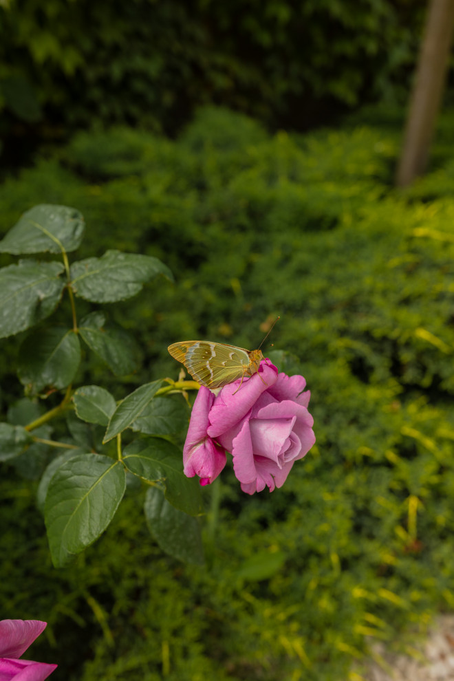 Сад: "Крымский бриз"
