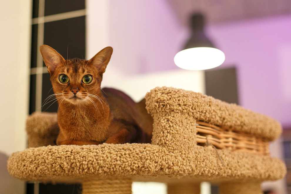 Fr die Katz! 7 Ideen fr schne Kratzbume