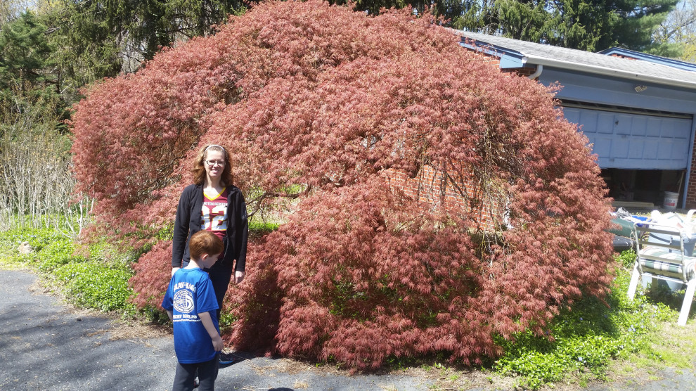 ISO someone to do Japanese maple scion grafting