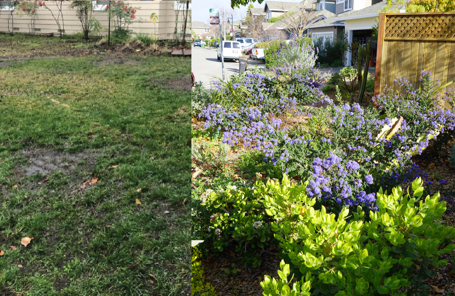 A glimpse of lawn conversion