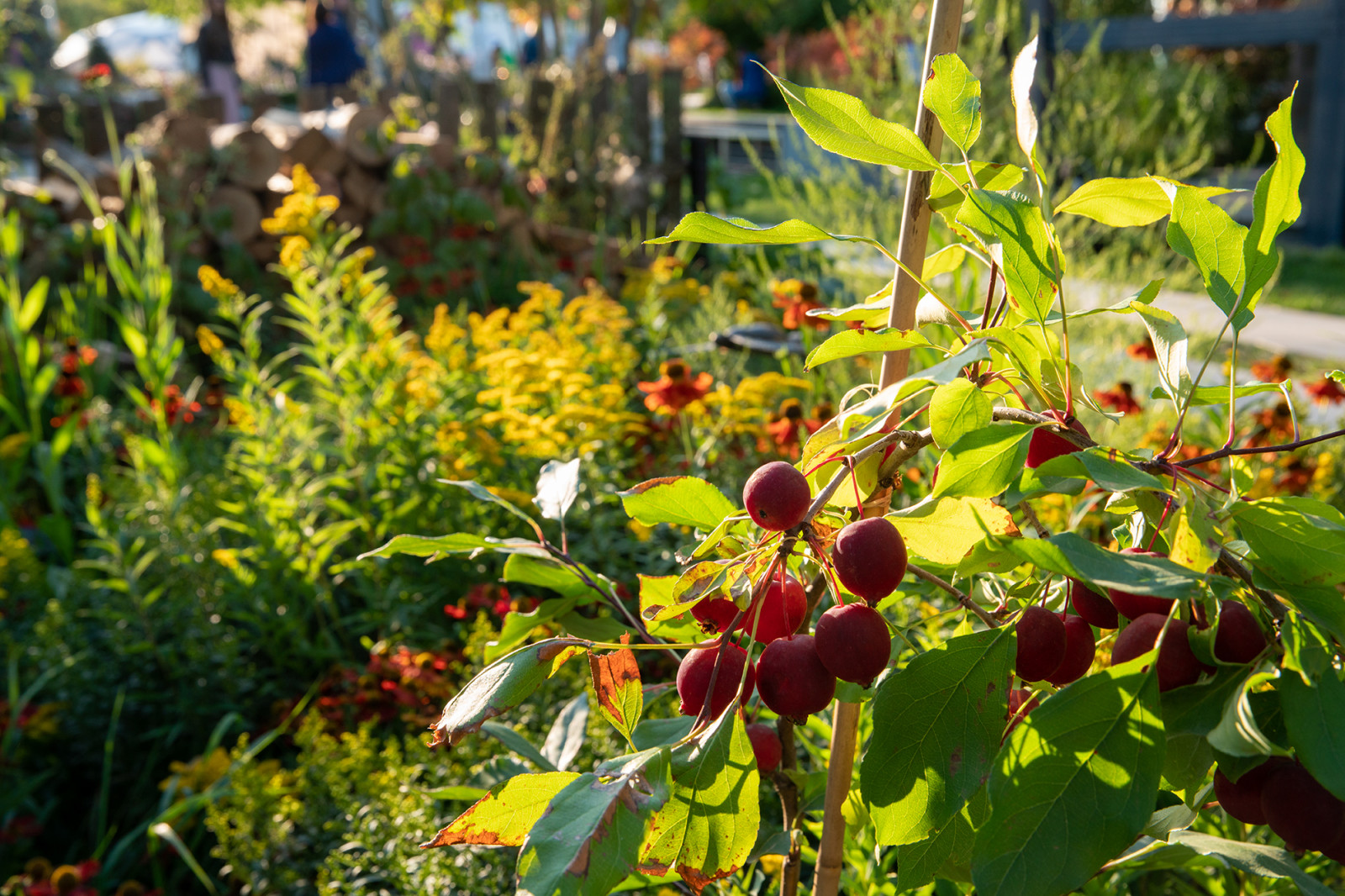 Фотосъемка  "САДЫ и  ЛЮДИ2019"   -  Сад Наследие . ГРАН-ПРИ