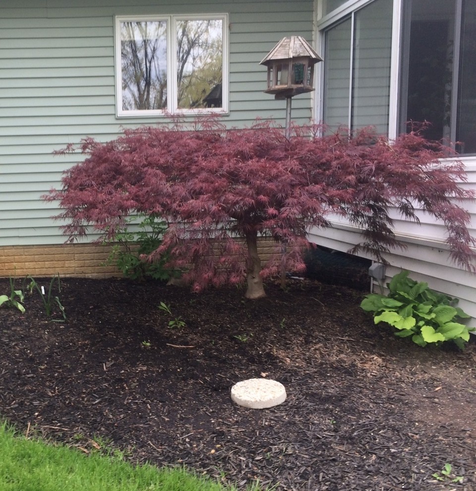 Pruning Japanese Maples What's the right shape?