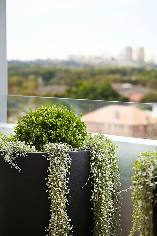 Design ideas for a contemporary balcony in Sydney.
