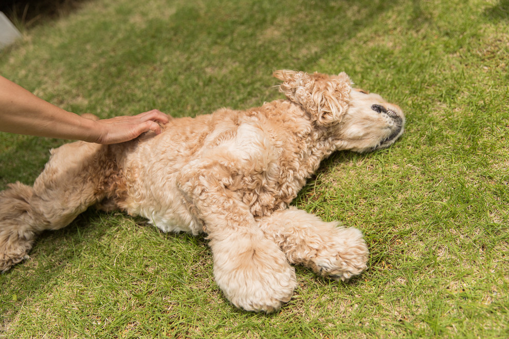 愛犬きなこ
