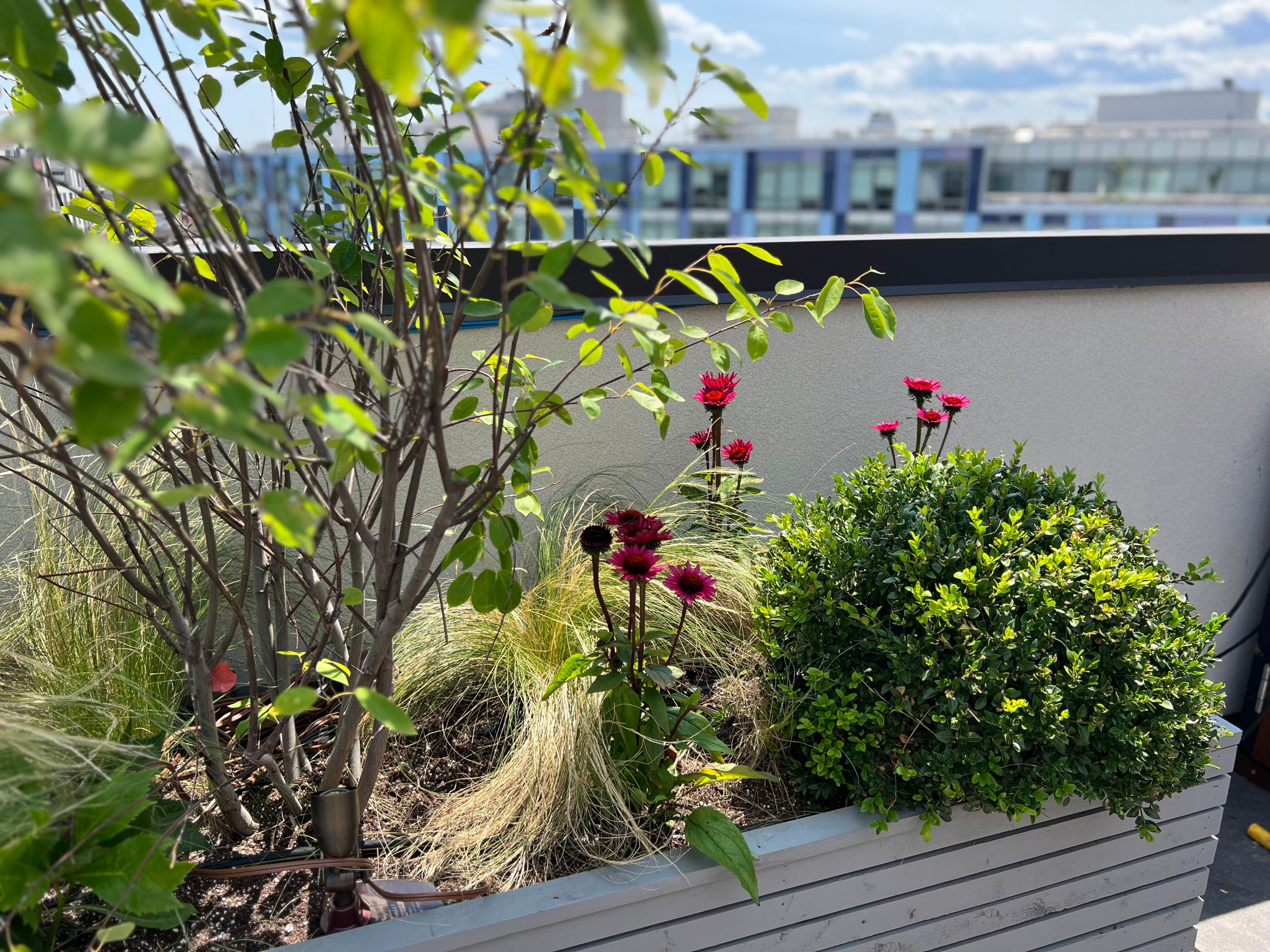 Williamsburg Roof Garden