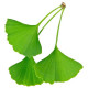 Ginkgo Group