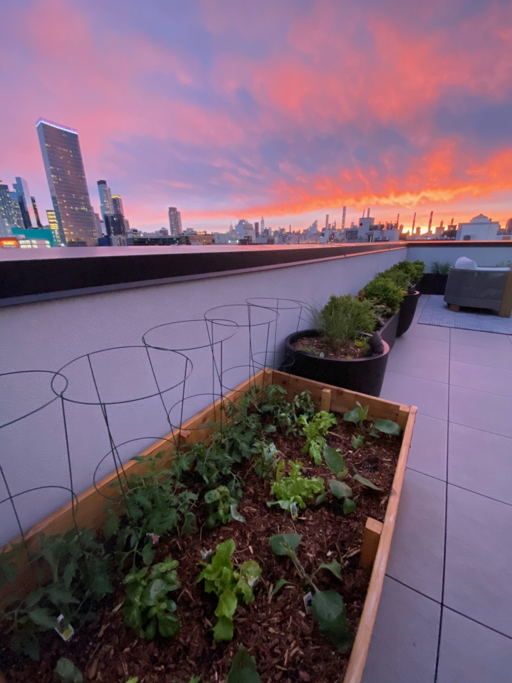 Идея дизайна: солнечный участок и сад на крыше в современном стиле с растениями в контейнерах и хорошей освещенностью