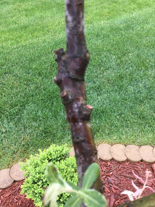 Dappled Willow Tree dying? Brown/Black stems with no green inside