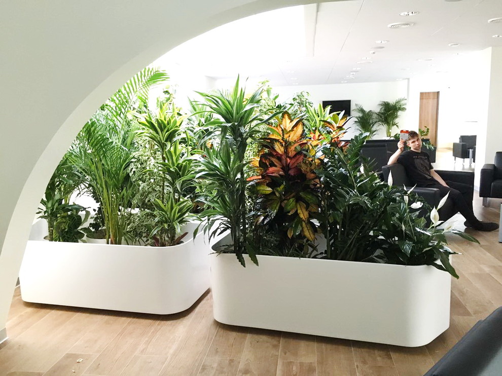 Озеленение автосалона Лексус Хабаровск